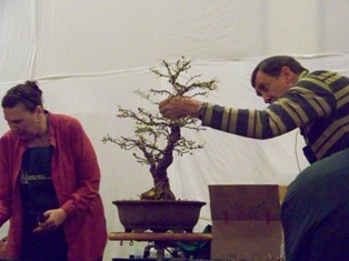 GSBS Annual Bonsai Show 2010 exhibit #9, Great Swamp Bonsai Society Roseland New Jersey